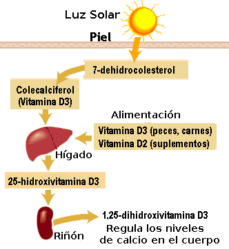 vitamina-D-metabolismo